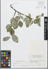 Foto von Salix glabra Scop.